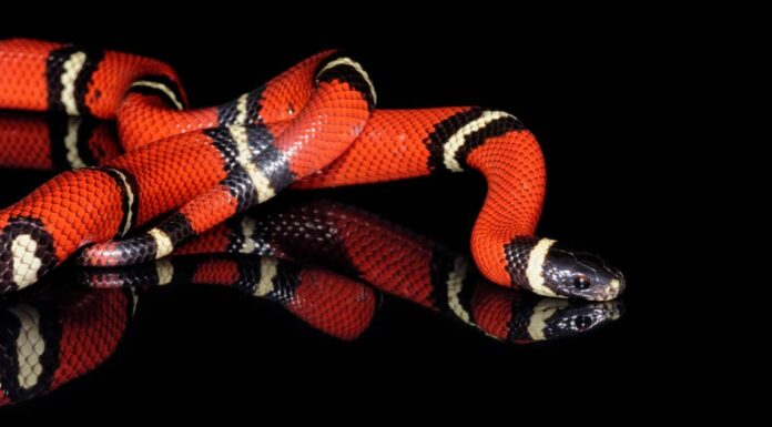  5 serpenti che vuoi davvero nel tuo giardino!  - E perché!
