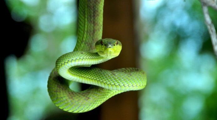 Scopri il serpente verde più grande del mondo
