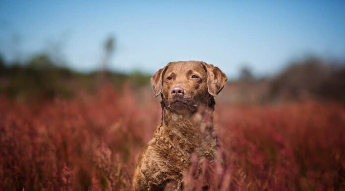 Tipi di cani con i capelli ricci
