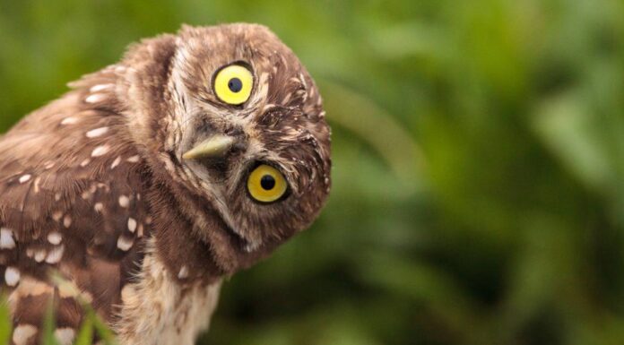 Come attirare i gufi: 10 semplici passaggi
