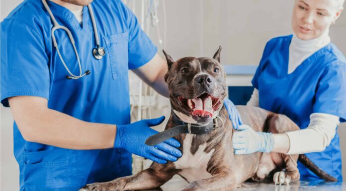 Tutto quello che c'è da sapere sulla sepsi nei cani
