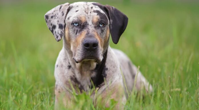 Catahoula leopard standing in garden