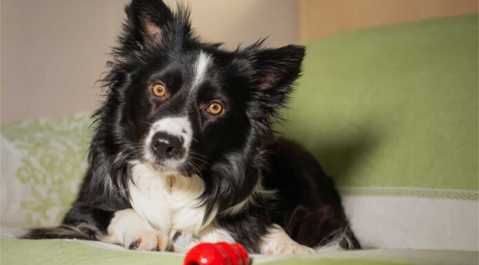 Catahoula Leopard Dog vs Border Collie: quali sono le loro differenze?
