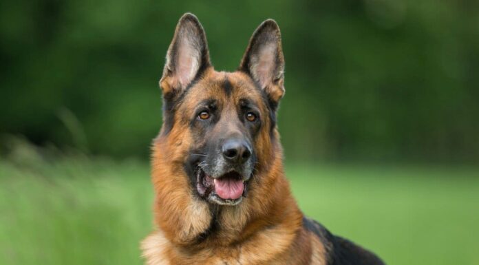 Akita vs pastore tedesco: qual è la differenza?
