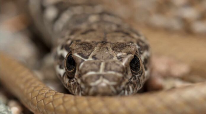Coachwhip Snake vs Black Racer: somiglianze e differenze largest coachwhip snake ever caught