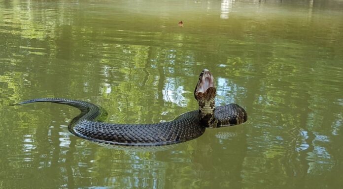 Scopri 5 serpenti velenosi che possono nuotare! (Non serpenti di mare) Quando escono i serpenti nel Tennessee?