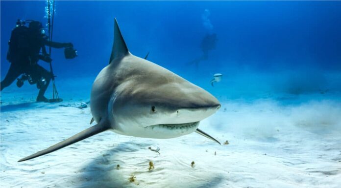 Scopri il più grande squalo toro mai registrato
