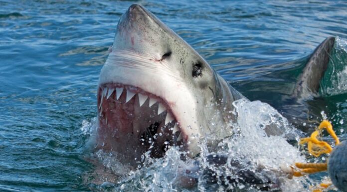 Battaglia epica mentre il pescatore della Georgia vacilla in Great White vicino a Savannah
