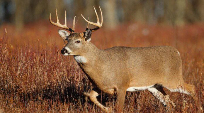 Cervo dalla coda bianca
