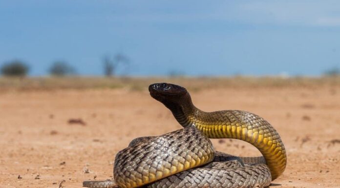 Il serpente più velenoso del mondo ha un morso che può uccidere 100 uomini! Sydney Funnel Web Spider on tree trunk