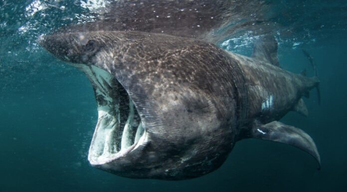 Enorme squalo si avvicina alla barca a vela nel New England, i passeggeri in soggezione
