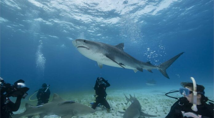Fisherman Saves Sea Turtle From Jaws of Enormous Tiger Shark
