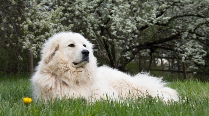 Gigantesco cane da guardia resiste a un orso e vince

