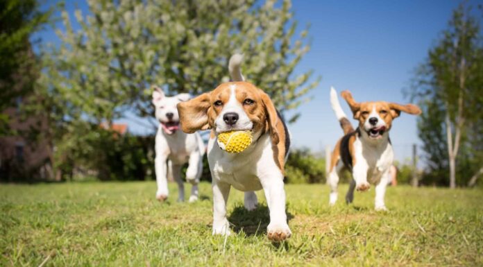 I 2 migliori parchi per cani nel nord di Las Vegas
