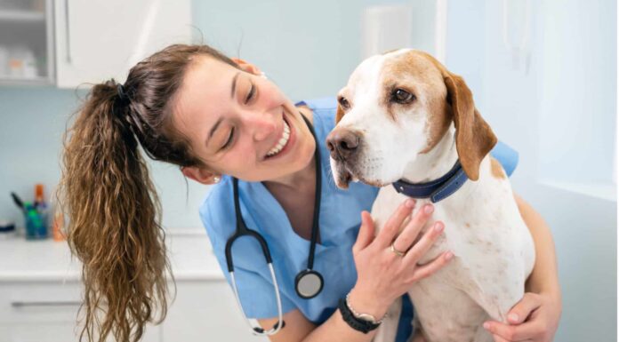 I 5 segni che il tuo cane ha la filaria e come aiutarli a guarire
