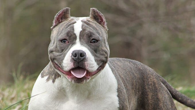 Il gigantesco Pitbull non può intimidire il cane robotico nello stallo del cortile
