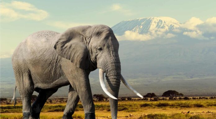 Il gigantesco elefante africano infuriato insegue i turisti in un filmato spaventoso

