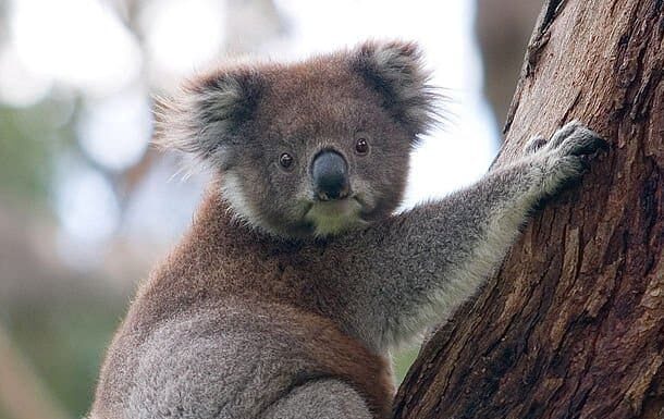 Koala

