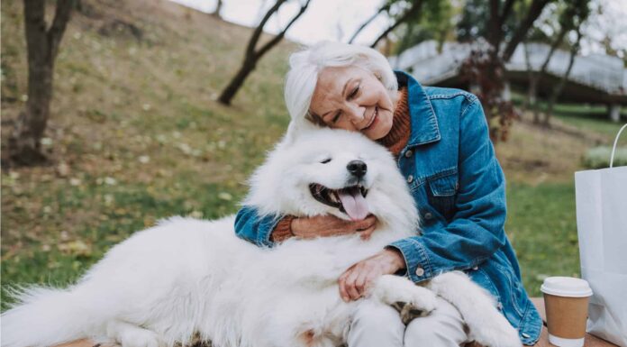  Perché i cani sono così fedeli?  Sono l'animale domestico più fedele?
