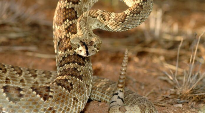 Popolazione di serpenti a sonagli per stato Resa dei conti con il serpente velenoso: Western Diamondback contro Mojave Rattlesnake