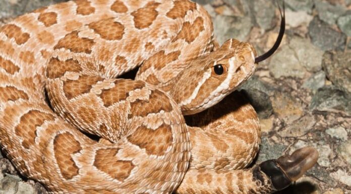 Serpente a sonagli della prateria
