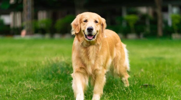 Questo Golden Retriever non sa cosa fare del gigantesco baccello di balena assassina
