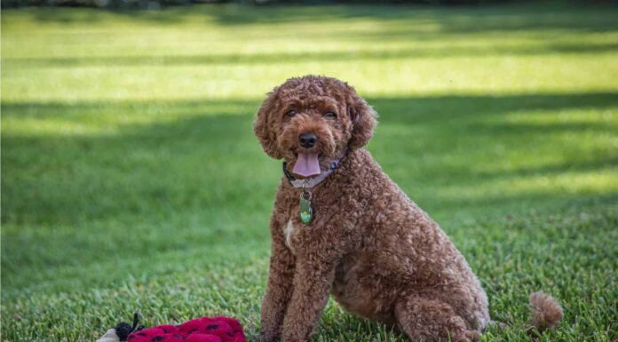 I Cavapoos perdono il pelo?
