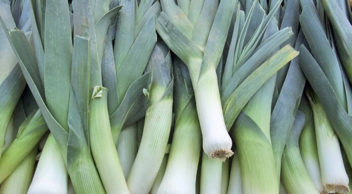 Porro contro cipolla verde Quali sono le differenze?
