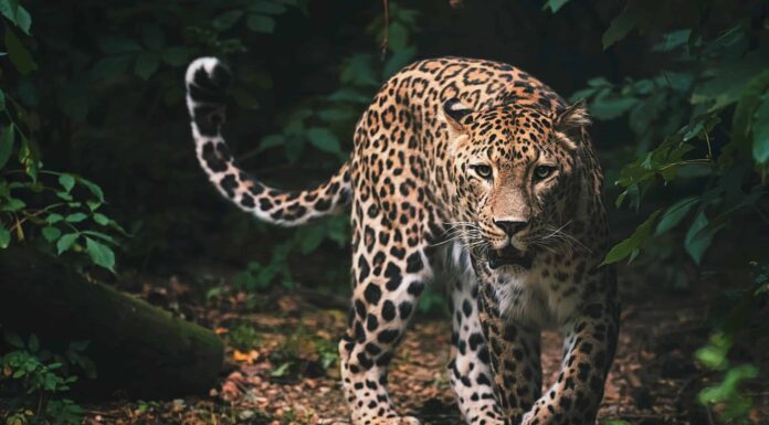 Questo leopardo è incredibilmente calmo mentre si avvicina a una giraffa
