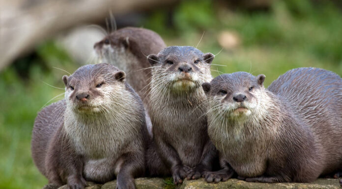 Simbolismo e significato degli animali dello spirito della lontra
