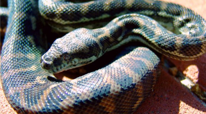 L'uomo in una fossa di pitoni ridacchia mentre uno attacca il cameraman
