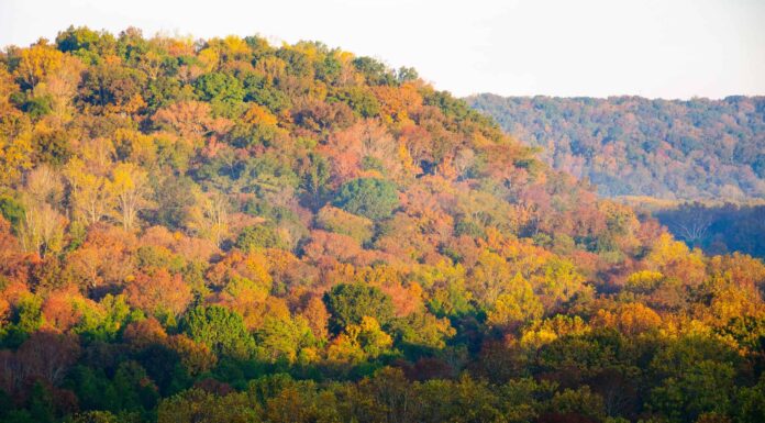 Scopri 5 posti incredibili per vedere il fogliame autunnale nel Kentucky
