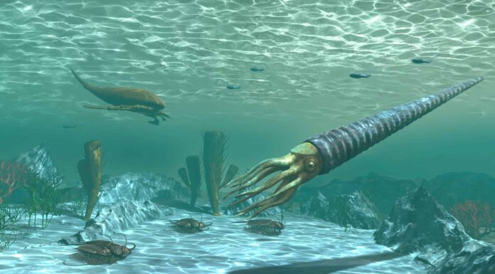 Periodo Ordoviciano: fatti, informazioni e cronologia
