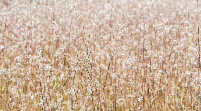 Big Bluestem vs Little Bluestem: qual è la differenza?
