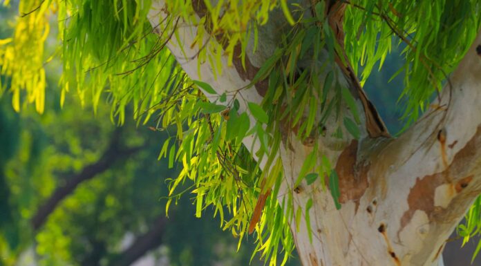 Teak vs Eucalipto: le principali differenze
