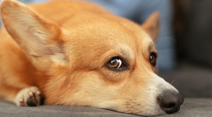 Quanto tempo impiega un cane a riprendersi da un ACL lacerato?
