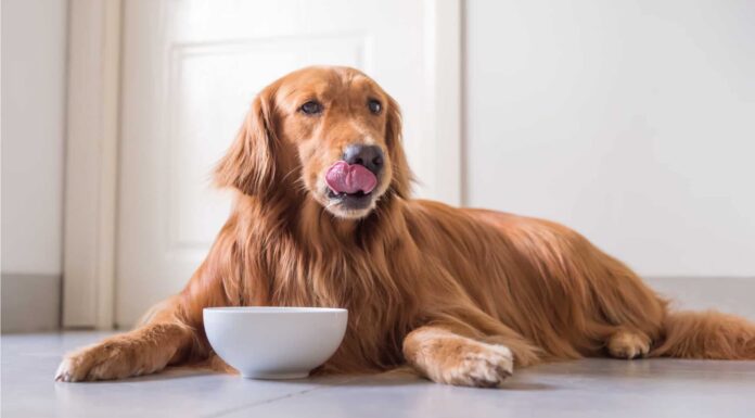 3 motivi per cui i cani non possono mangiare le noci pecan in modo sicuro

