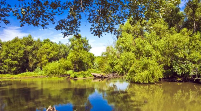 I 7 migliori spot per il birdwatching del Kansas quest’estate Cheyenne Bottoms
