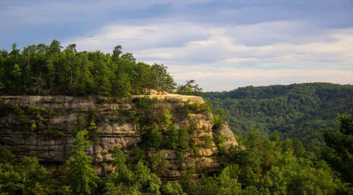 I 5 migliori spot per il birdwatching del Kentucky quest’estate Bald Cypress Tree, Beauty, Environment, Grass Area