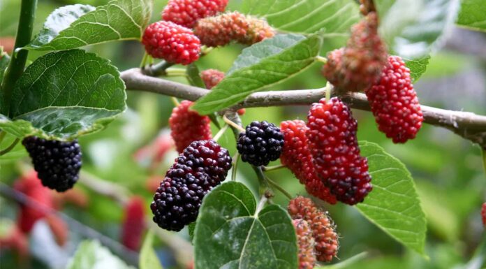 Mulberry vs Blackberry