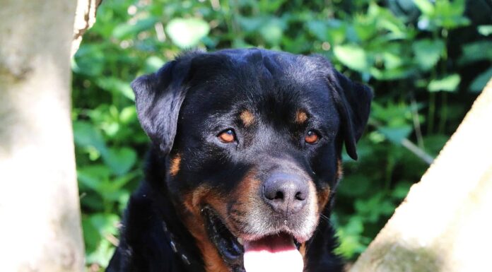 Rottweiler serbo contro Rottweiler tedesco

