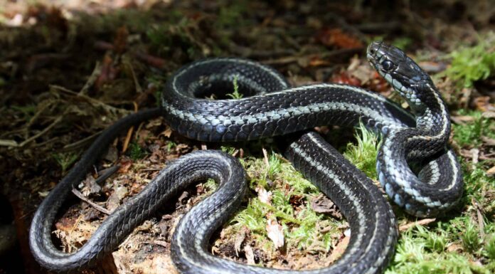 Serpenti Giarrettiera A Washington
