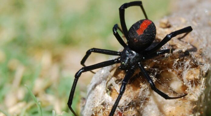 Ragni velenosi (velenosi) in Texas Ragni velenosi (velenosi) in Texas