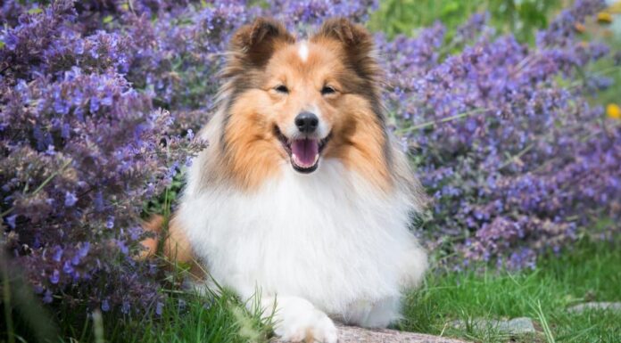Scotch Collie vs Rough Collie