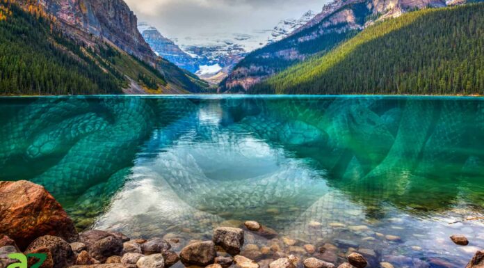 I 10 laghi più infestati da serpenti negli Stati Uniti
