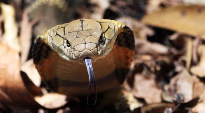 King Cobra vs Cobra: qual è la differenza?
