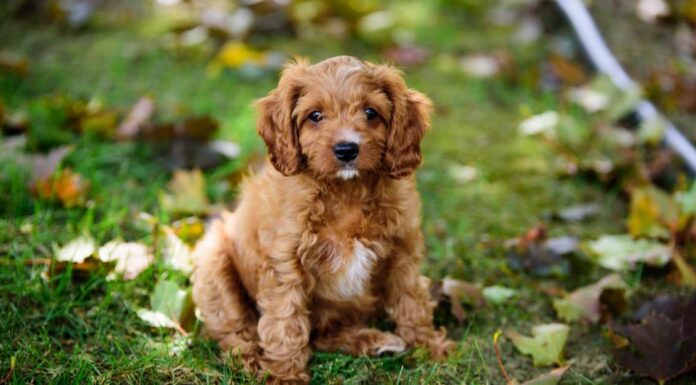 Cavapoo vs Cockapoo: come sono diversi?
