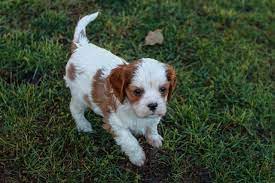 Cavachon vs Cavapoo: quali sono le differenze?
