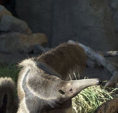 Aardvark vs Anteater: cosa distingue questi mangiatori di insetti?
