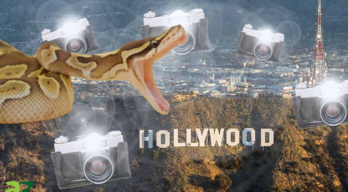 Scopri i 10 serpenti più popolari al mondo
